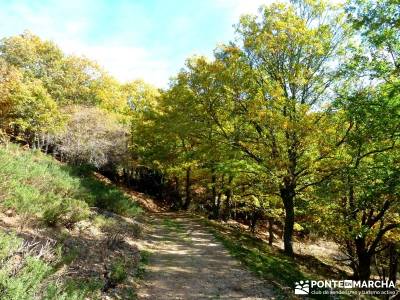 La Dehesa Bonita - Abedular de Somosierra_ viajes de senderismo